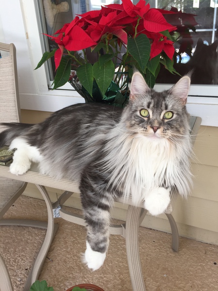 Entry image for Willow. Clicking this image will show a larger photo