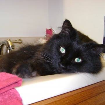 Entry image for Owley. Clicking this image will show a larger photo