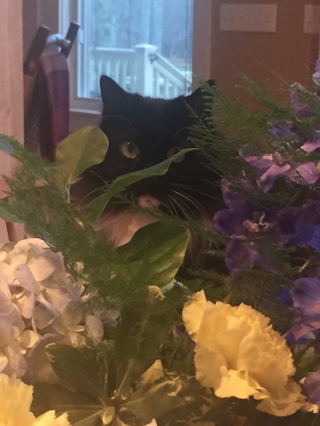 Entry image for Millie. Clicking this image will show a larger photo