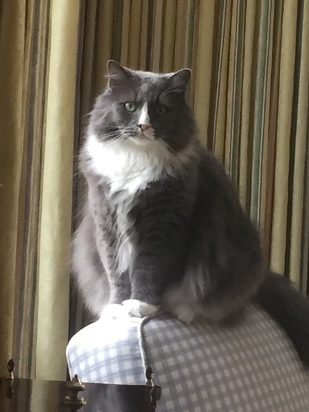 Entry image for Gus. Clicking this image will show a larger photo