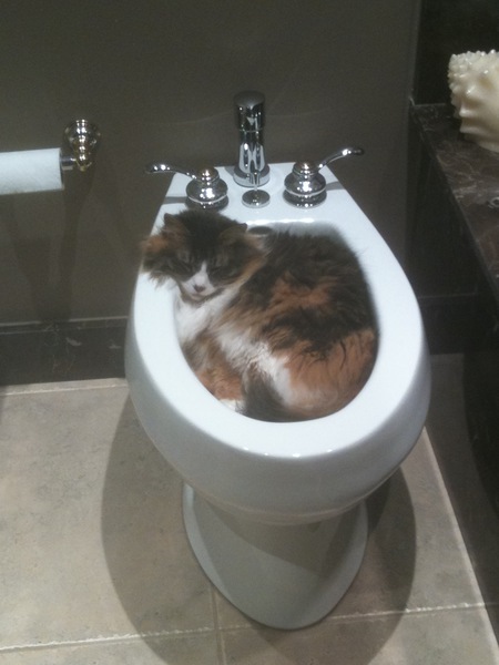 Entry image for Bianca. Clicking this image will show a larger photo