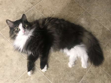 Entry image for Dash. Clicking this image will show a larger photo