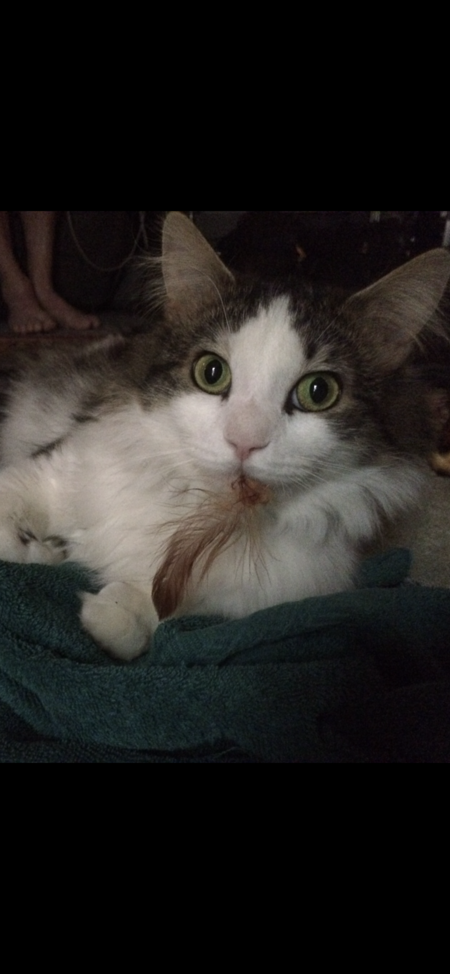 Entry image for Fuzz. Clicking this image will show a larger photo