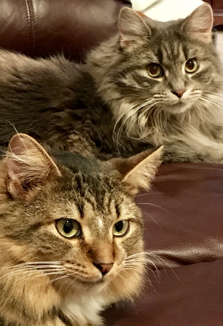 Entry image for Parker &Teddy. Clicking this image will show a larger photo