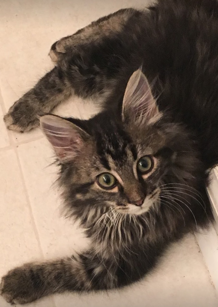 Entry image for Bronson . Clicking this image will show a larger photo