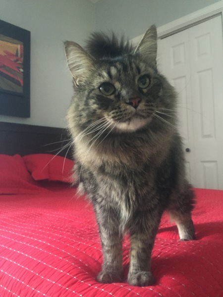 Entry image for Remy. Clicking this image will show a larger photo