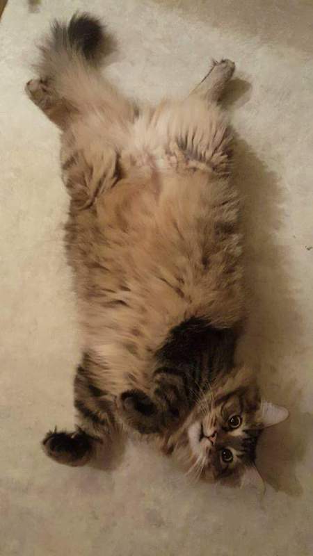 Entry image for Diego. Clicking this image will show a larger photo