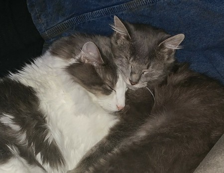 Entry image for Mokie and Wink. Clicking this image will show a larger photo