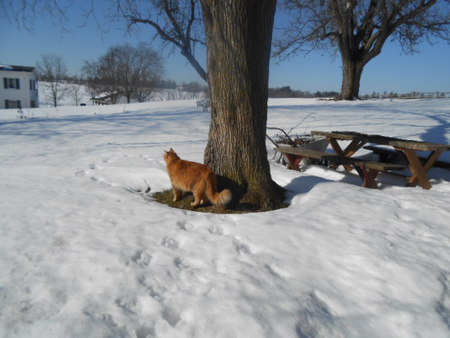 Entry image for Khan. Clicking this image will show a larger photo