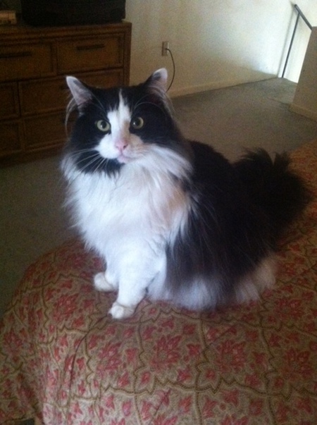 Entry image for Eeyore. Clicking this image will show a larger photo