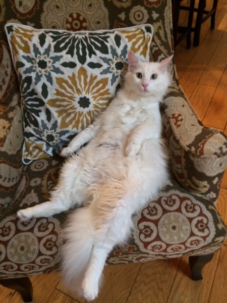 Entry image for Fenris. Clicking this image will show a larger photo