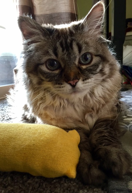 Entry image for Yoshi. Clicking this image will show a larger photo