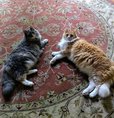 Entry image for Misty and Hobo. Clicking this image will show a larger photo