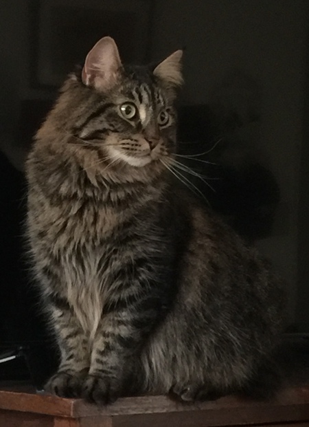 Entry image for Mr. Fritz . Clicking this image will show a larger photo