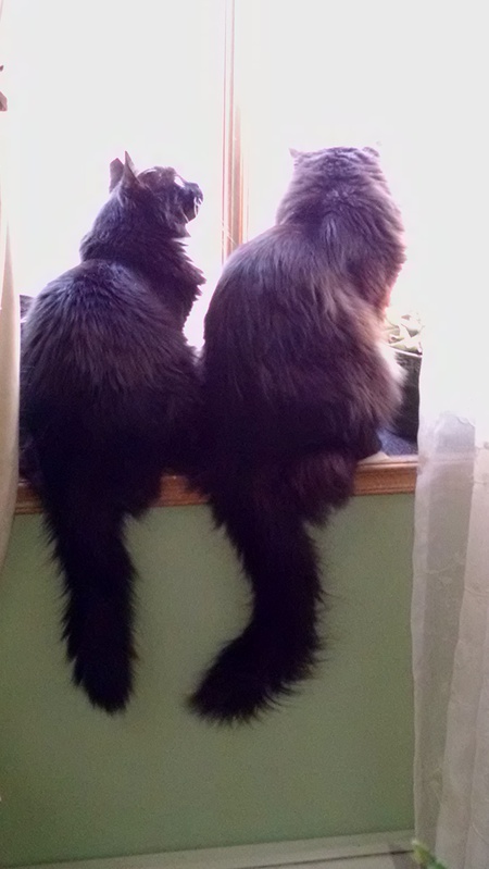 Entry image for Oscar & Dax. Clicking this image will show a larger photo