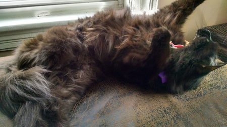 Entry image for Dax. Clicking this image will show a larger photo