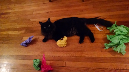 Entry image for Dax. Clicking this image will show a larger photo