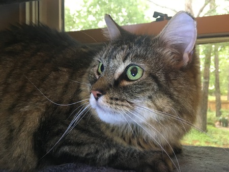 Entry image for Mr. Wilson. Clicking this image will show a larger photo