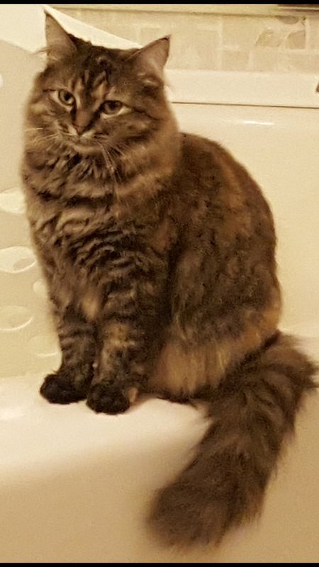 Entry image for APPLE. Clicking this image will show a larger photo