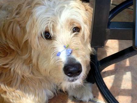 Brewster