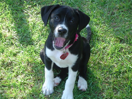Penny