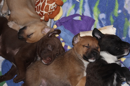 Kinsey's Pups