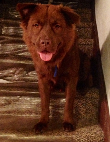 Bear