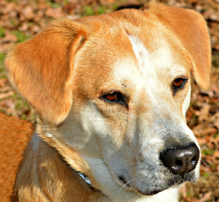 Finn formerly Mutt-y Rowan