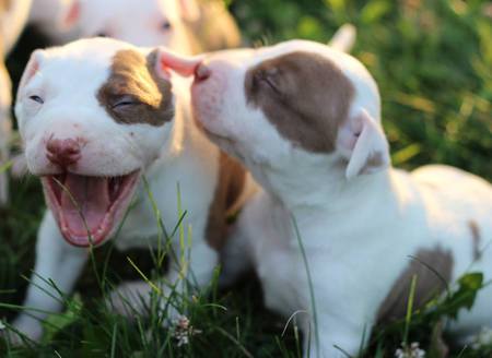 Latte & Coco