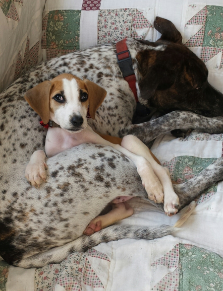Bandit and Pecan