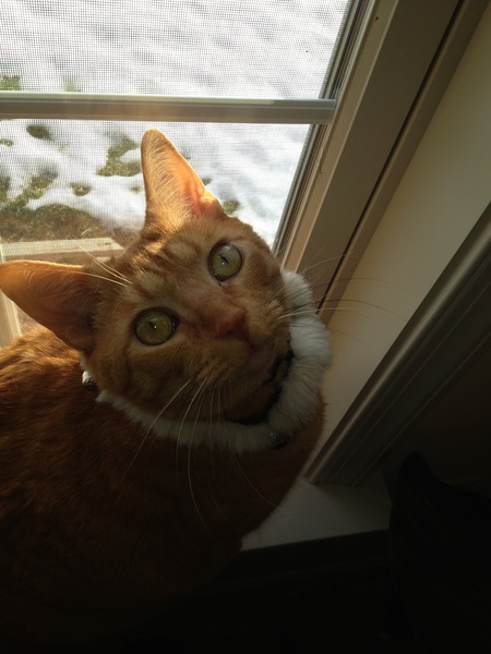 Mango