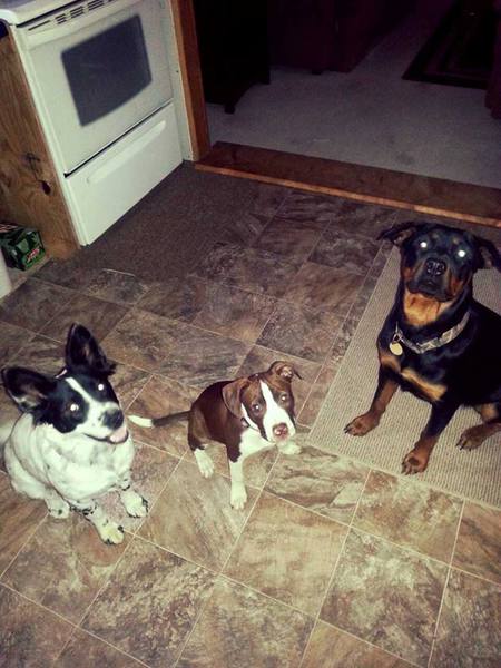 Reeses(Pitbull Mix), Cricket, and Jazmine