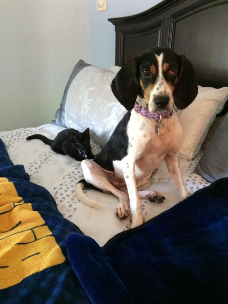 Dog - Bindy & Cat - Sgt. Tibbs