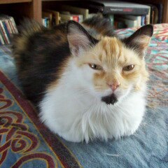 Tiger Lily fka Prissy
