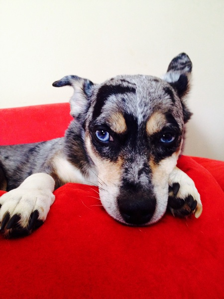 Dixie