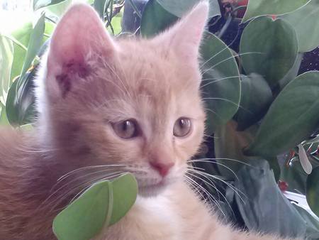 Ripley O'Malley Honaker