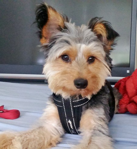 Benji