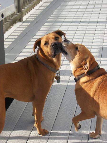 Mortimer and Champ