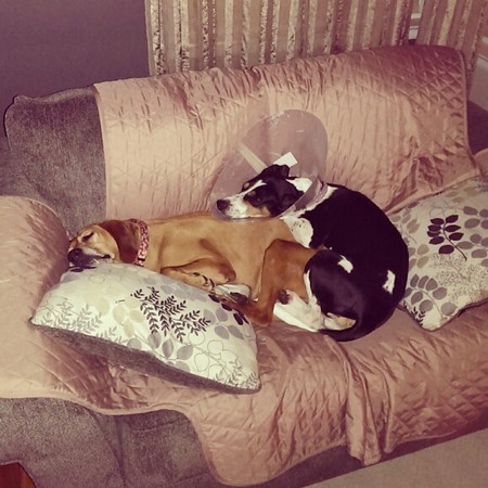 Bindy & Tawny