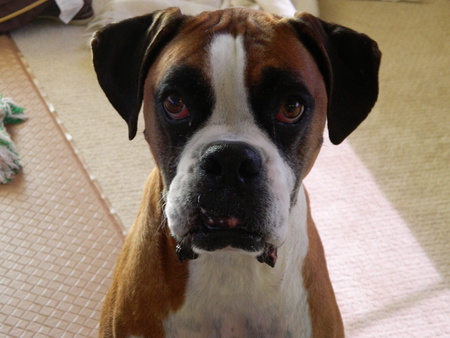 Coby