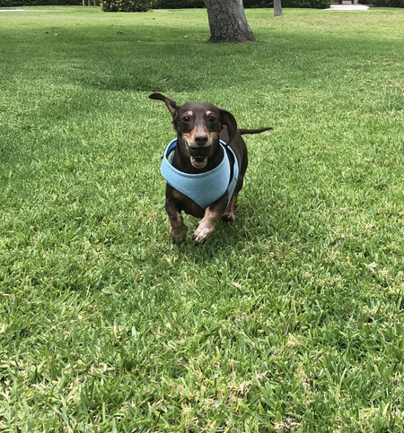 Frankie