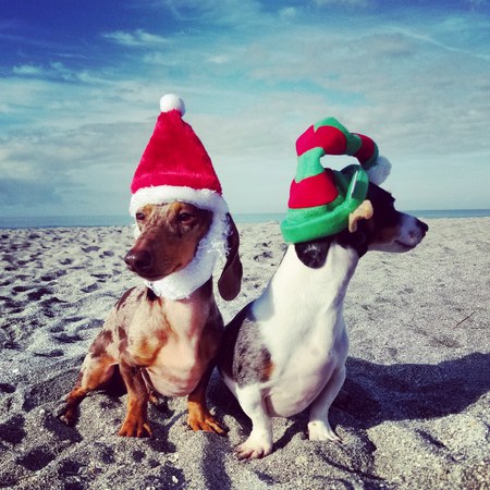 Sully and Blue