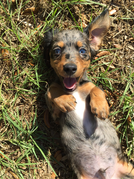 Harley