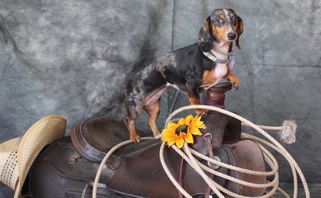 Roxie