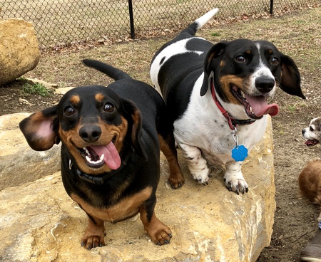 Spikey and Squeaky 