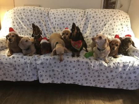 Peanut snickers biscuit Daisy rose lily Denver Sampson Bailey pebbles