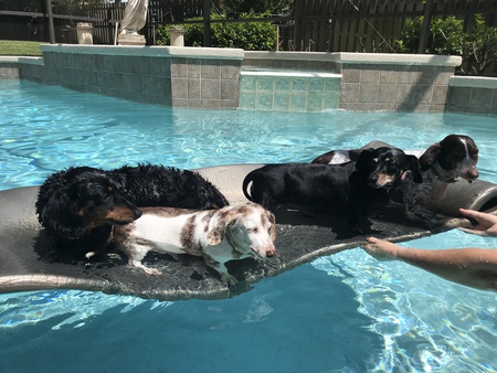 Buddy, Sophie, Coco and Bella
