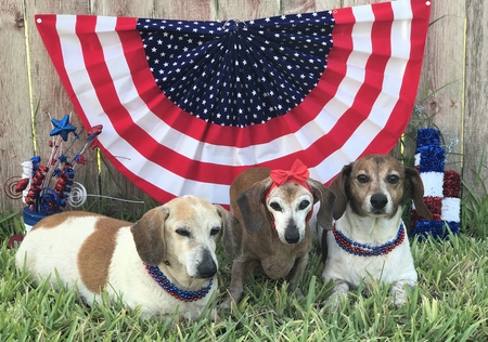Max, Ginger and Patch