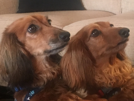 Apple and Nugget