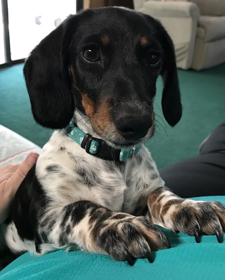Gracie